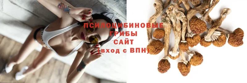 omg ТОР  где найти   Кизел  Галлюциногенные грибы Cubensis 